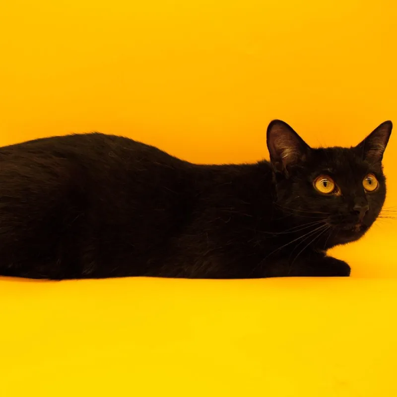 A young small-sized male Black Domestic Short Hair cat named Bombay for adoption in Plainfield, IL