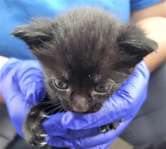 A baby medium-sized female Domestic Short Hair cat named Barbie for adoption in Dallas, TX