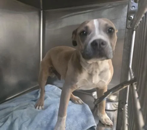 A young small-sized male Pit Bull Terrier dog named A for adoption in San Pedro, CA