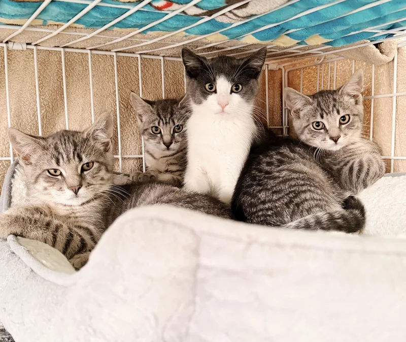 A baby medium-sized male Tabby (Gray / Blue / Silver) Tabby cat named Barfight Billy for adoption in Philadelphia, PA