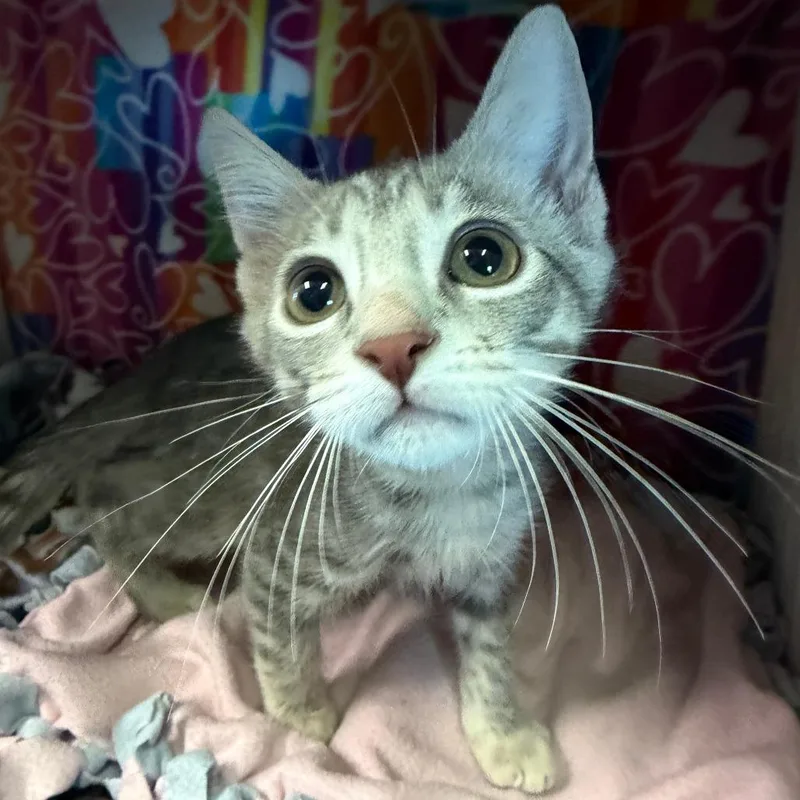 A baby small-sized male Gray / Blue / Silver Domestic Short Hair cat named Reginald for adoption in Naples, FL