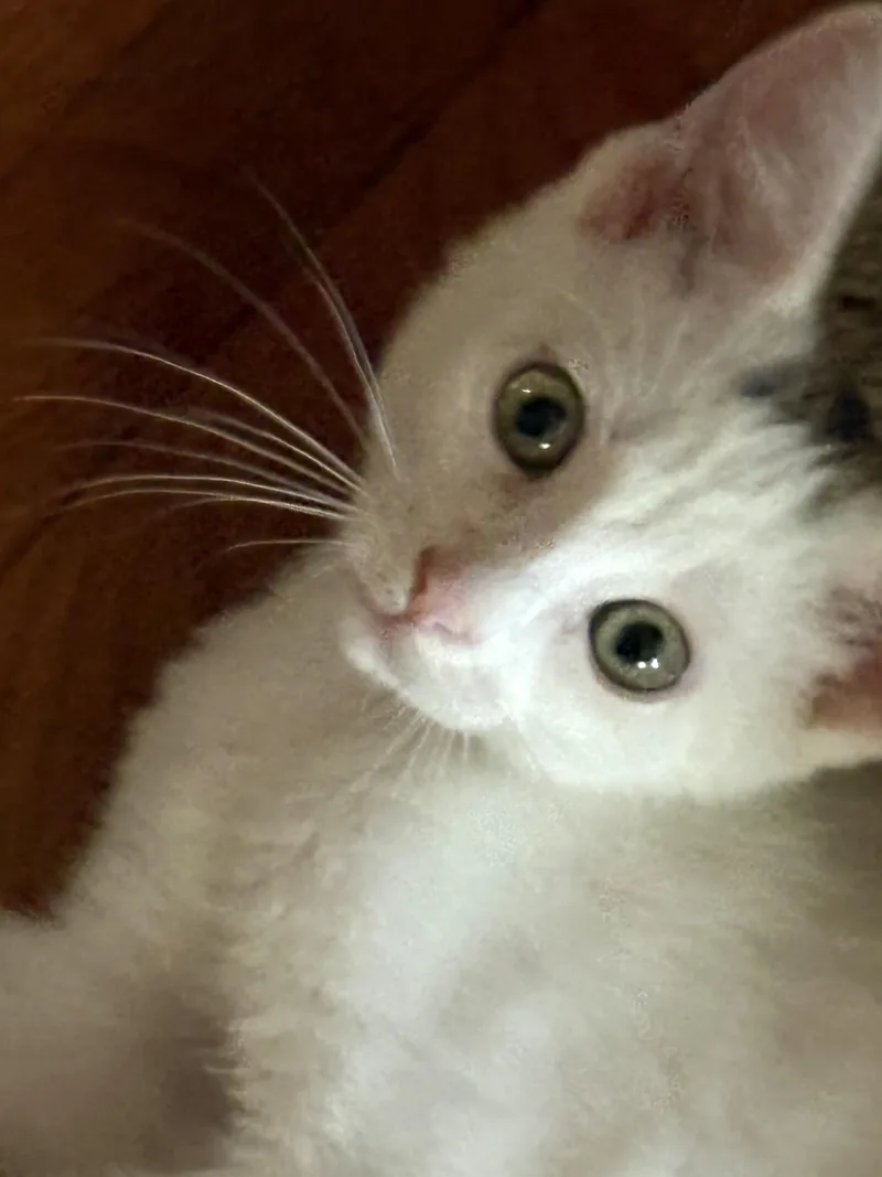 A baby small-sized male White Domestic Short Hair cat named Jasper for adoption in Belvidere, IL