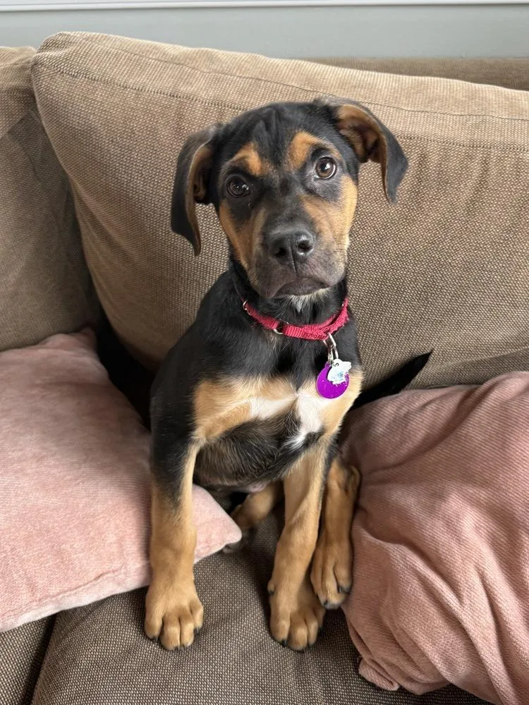 A baby medium-sized female Brown / Chocolate Black Mouth Cur dog named Pup Gumdrop for adoption in Washington, DC
