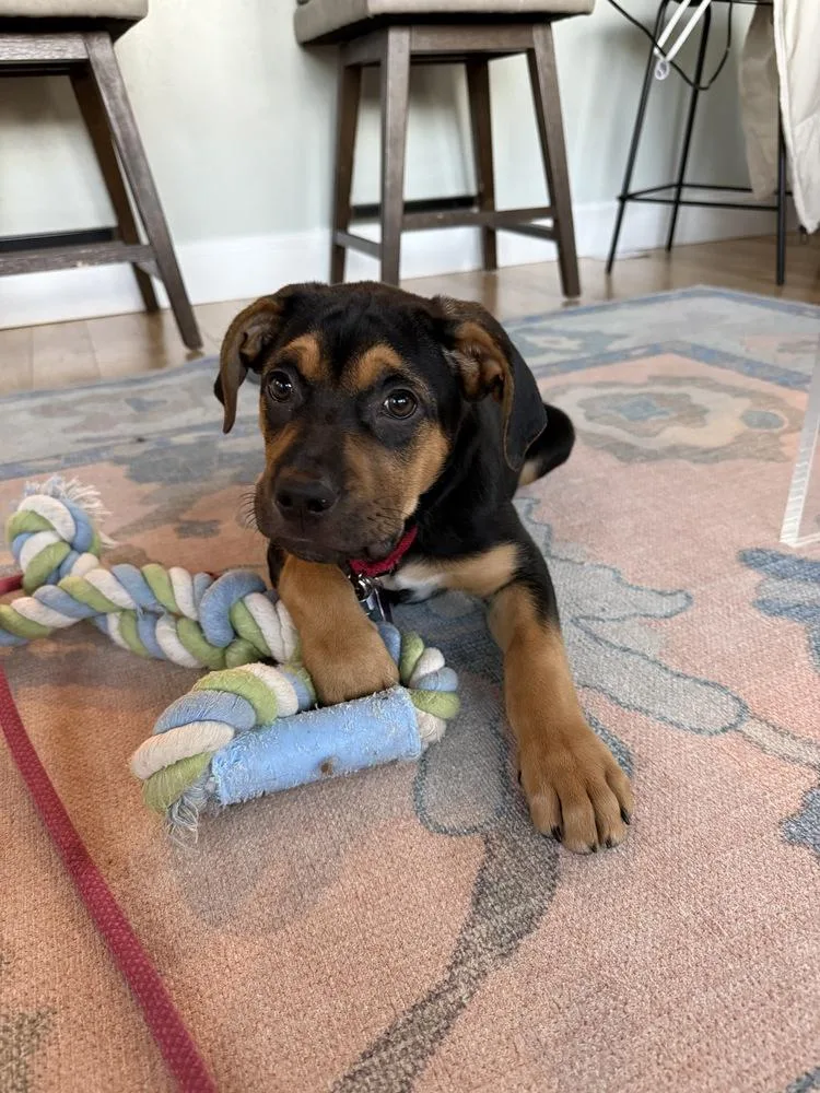 Pup Gumdrop thumbnail 2