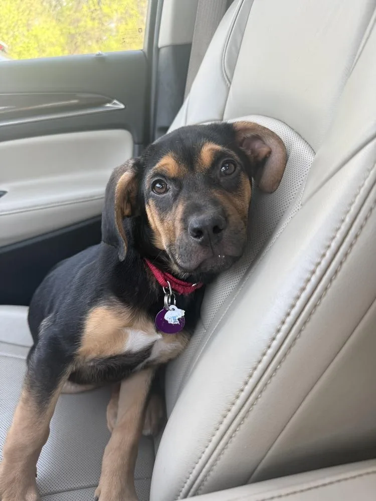 Pup Gumdrop thumbnail 3