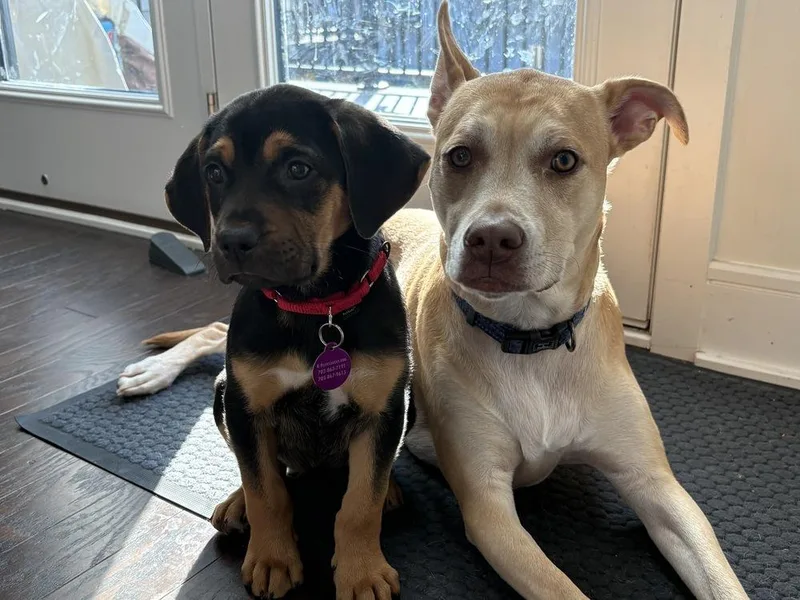 Pup Gumdrop thumbnail 4