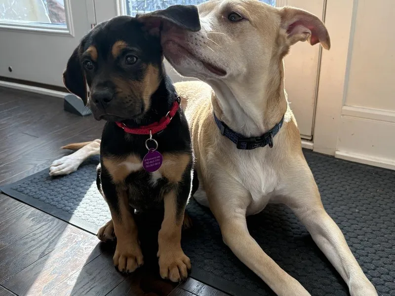 Pup Gumdrop thumbnail 5