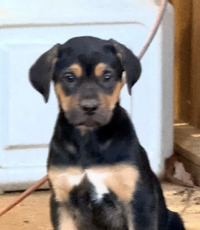 Pup Gumdrop thumbnail 6