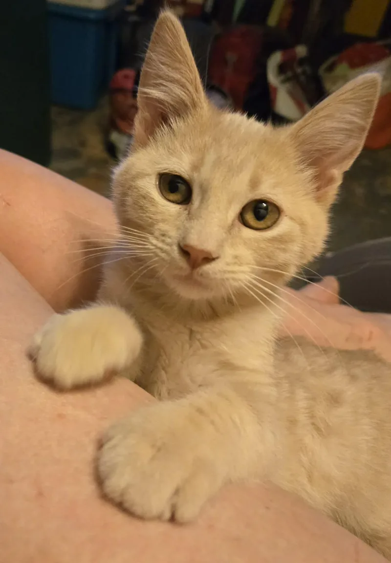 A baby medium-sized male Buff / Tan / Fawn Domestic Short Hair cat named Waltz for adoption in Sioux Falls, SD