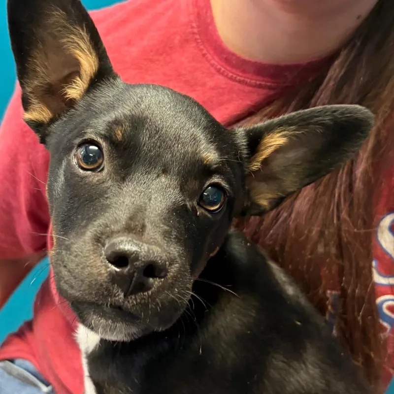 A young medium-sized male Black French Bulldog dog named Shadow for adoption in Kingman, KS