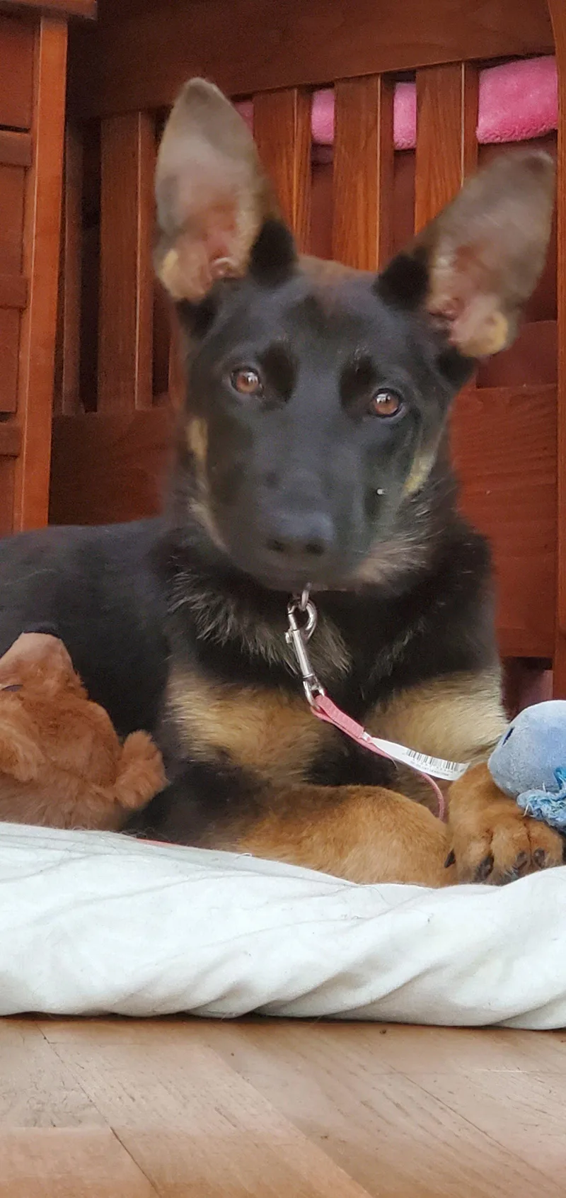 A young medium-sized female German Shepherd Dog dog named Sage for adoption in Centreville, VA