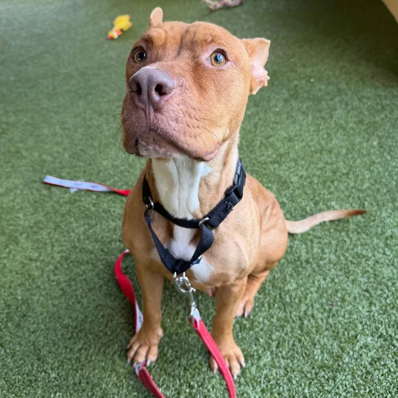 An adult medium-sized female Red / Chestnut / Orange Pharaoh Hound dog named Ivy for adoption in West Palm Beach, FL