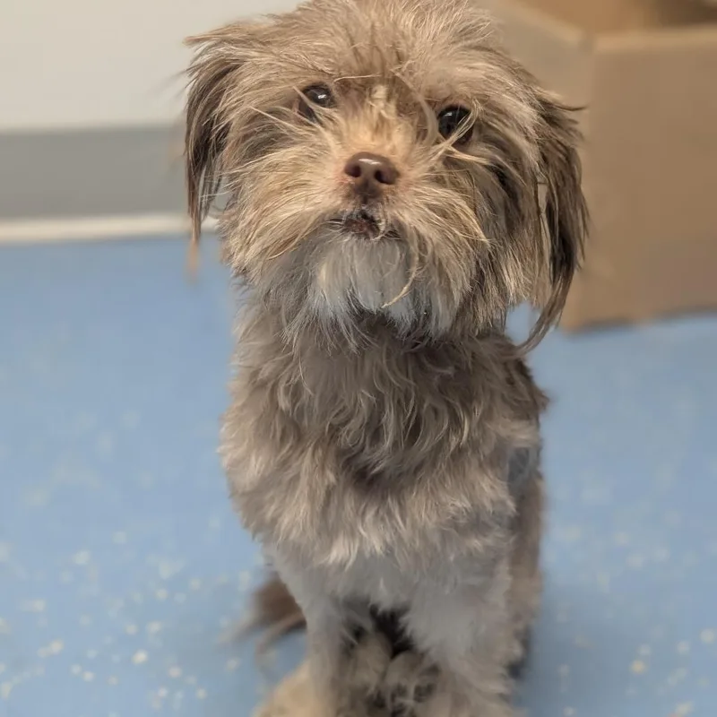 An adult small-sized female Yorkshire Terrier dog named Princess for adoption in Watertown, NY