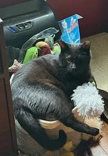 An adult medium-sized male Domestic Short Hair cat named MacPherson Strut of the for adoption in Sterling, VA