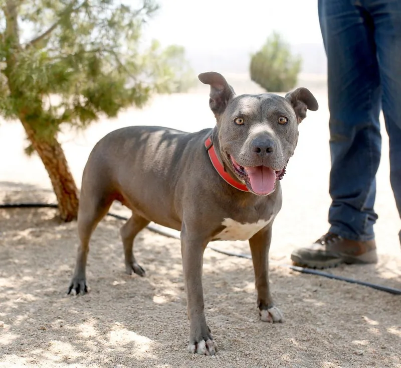 A senior medium-sized female Gray / Blue / Silver Pit Bull Terrier dog named Cordelia for adoption in Ventura, CA