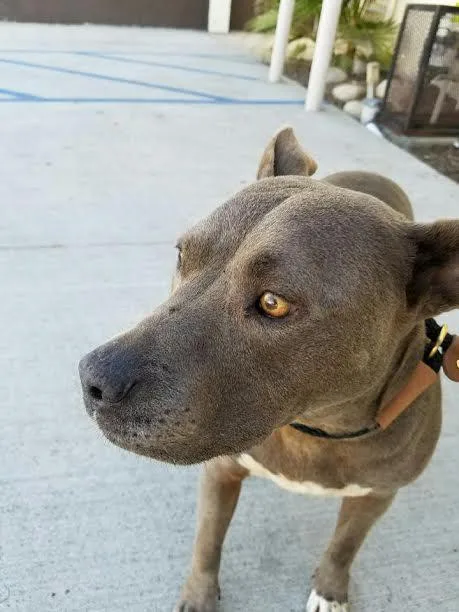 Cordelia thumbnail 4