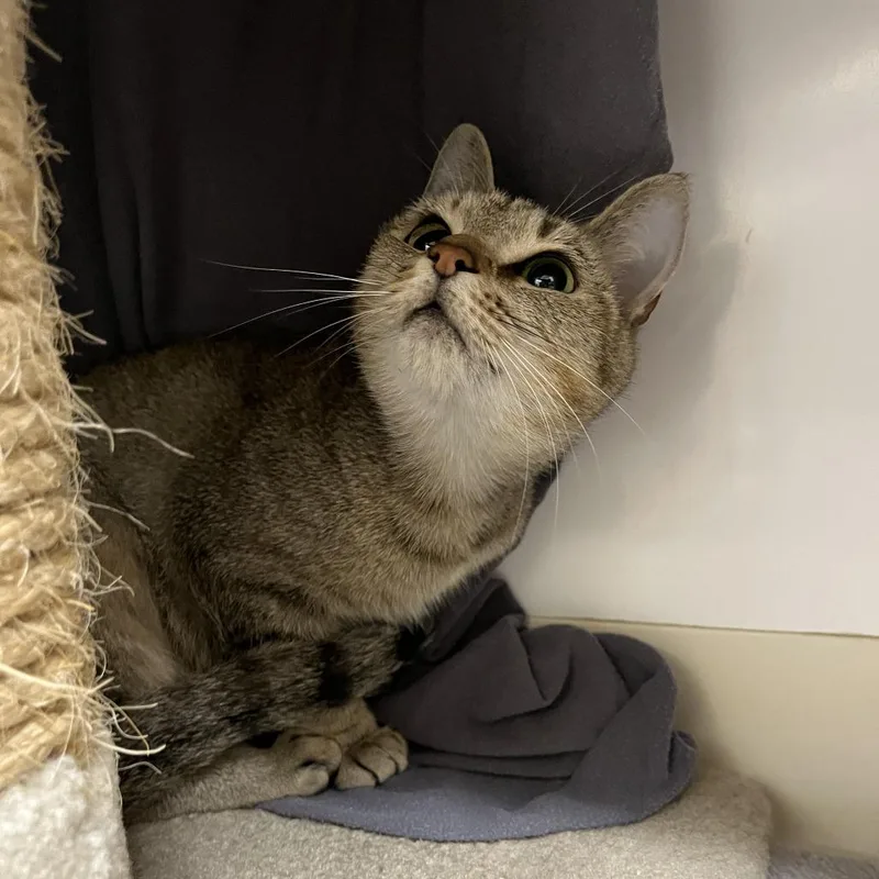 An adult medium-sized female Buff / Tan / Fawn Domestic Short Hair cat named Toby for adoption in Bedford, NH