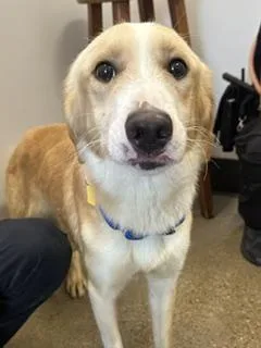 A young medium-sized male Yellow / Tan / Blond / Fawn Labrador Retriever dog named Hector for adoption in Cleveland, OH