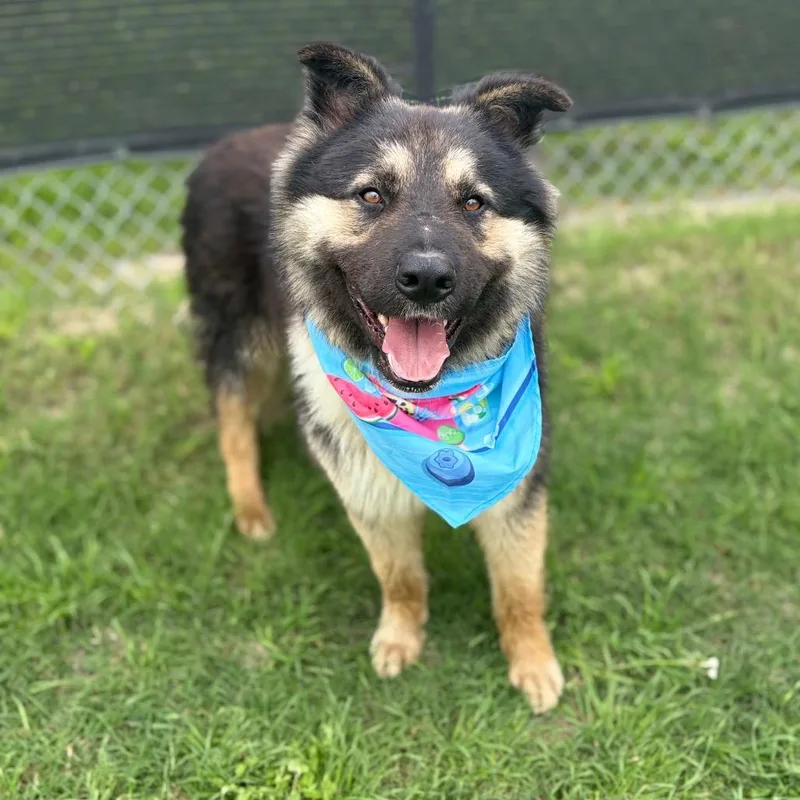 An adult medium-sized male Black German Shepherd Dog dog named Ridge for adoption in Bastrop, TX