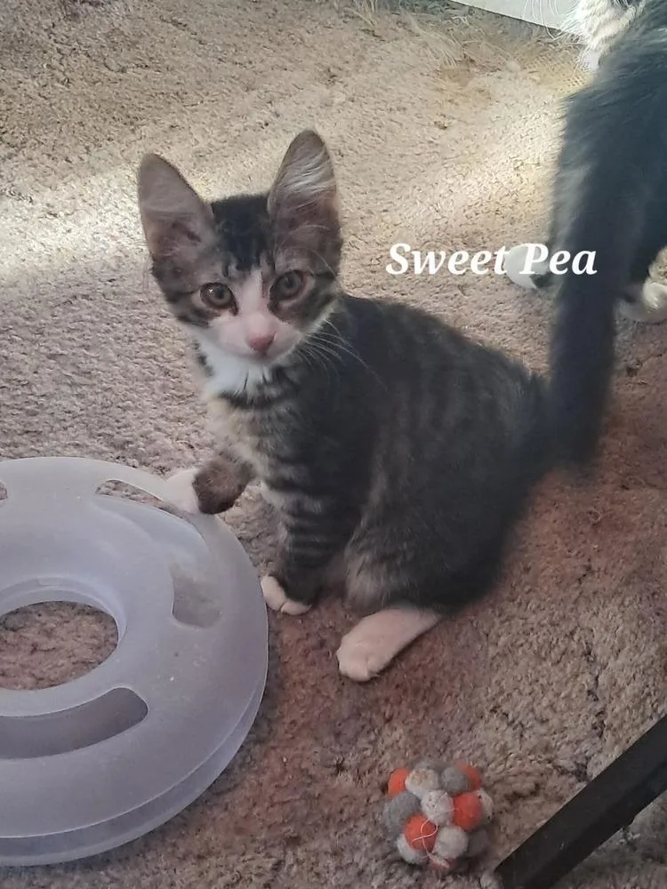 A baby small-sized female Domestic Medium Hair cat named Sweet Pea for adoption in Vancouver, WA