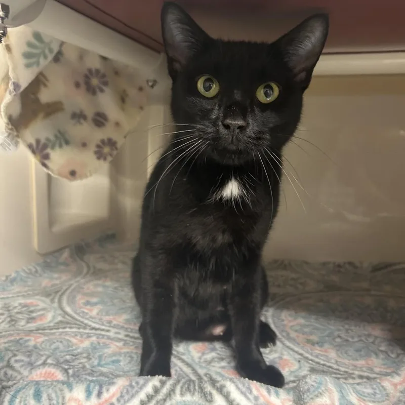 An adult medium-sized female Black Domestic Short Hair cat named Ally for adoption in Watertown, NY