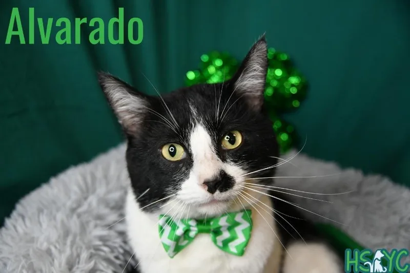 An adult medium-sized male Domestic Short Hair cat named Alvarado for adoption in Fort Mill, SC