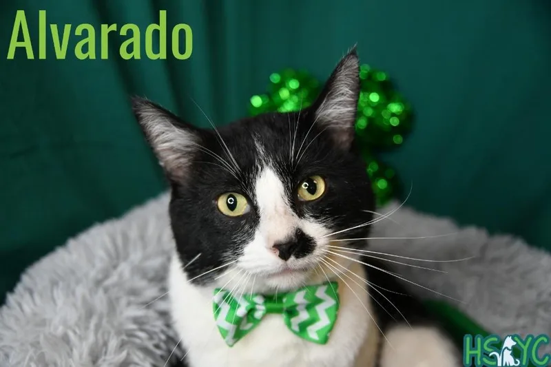 Alvarado thumbnail 2