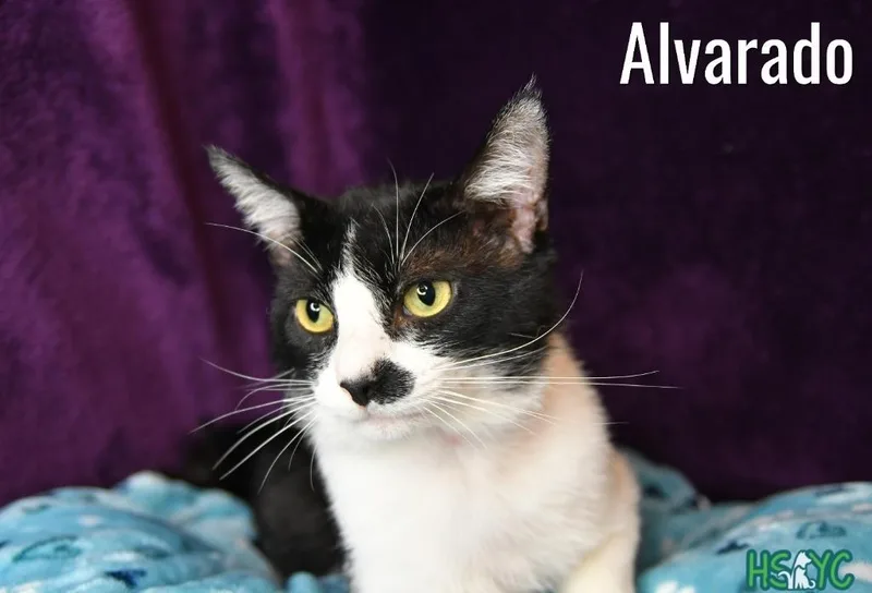 Alvarado thumbnail 3