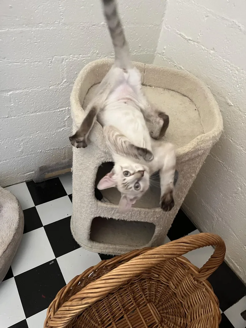 Florence Saint Marie