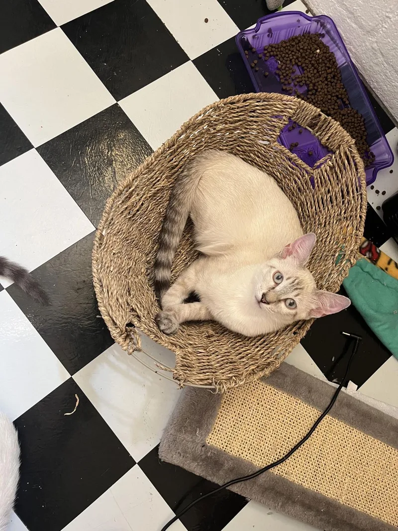 Florence Saint Marie thumbnail 3