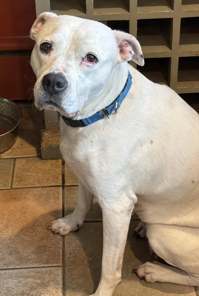 A young medium-sized female White / Cream American Bulldog dog named Rosie Happy Girl  for adoption in Charlottesville, VA