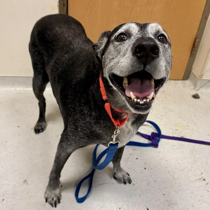 A senior medium-sized male Black Mixed Breed dog named Rock for adoption in Baltimore, MD