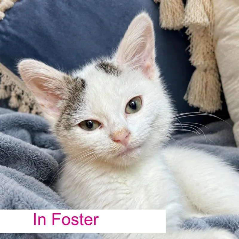 A baby small-sized male White Domestic Short Hair cat named Havarti for adoption in Chapel Hill, NC