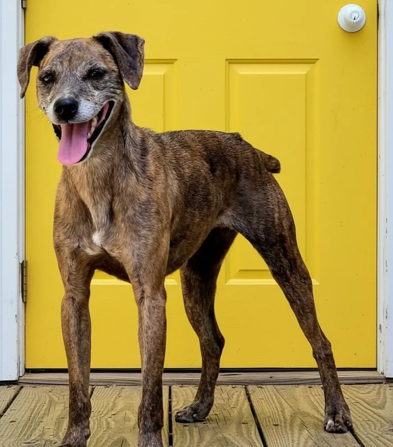 An adult medium-sized female Hound dog named Olive for adoption in Franklin, TN