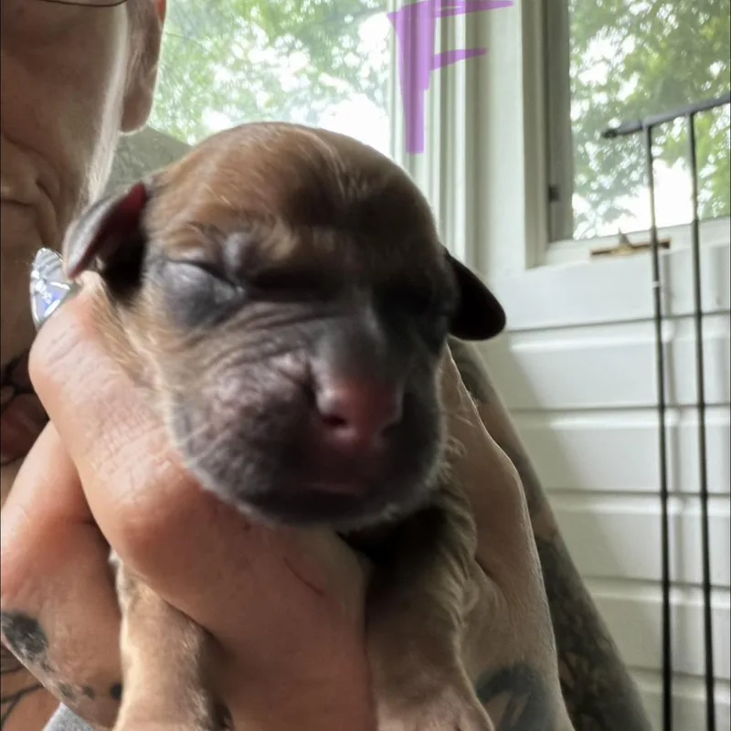 A baby medium-sized female Brown / Chocolate Yellow Labrador Retriever dog named NY Ainsleigh Avail Jul for adoption in Eastford, CT