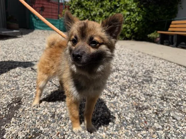 A young small-sized male Pomeranian dog named Roscoe for adoption in Santa Rosa, CA