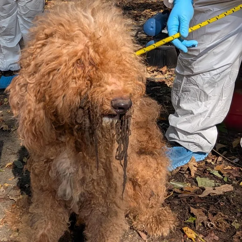 An adult medium-sized male Poodle dog named Frank for adoption in Birmingham, AL