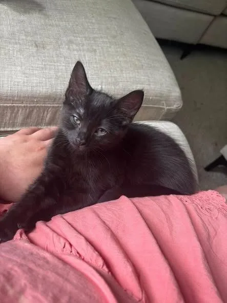 A baby small-sized male Domestic Short Hair cat named Pippin for adoption in Kettering, OH