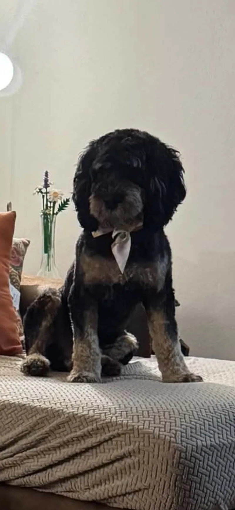 A young medium-sized male Black Cockapoo dog named Rio for adoption in Zanesville, OH
