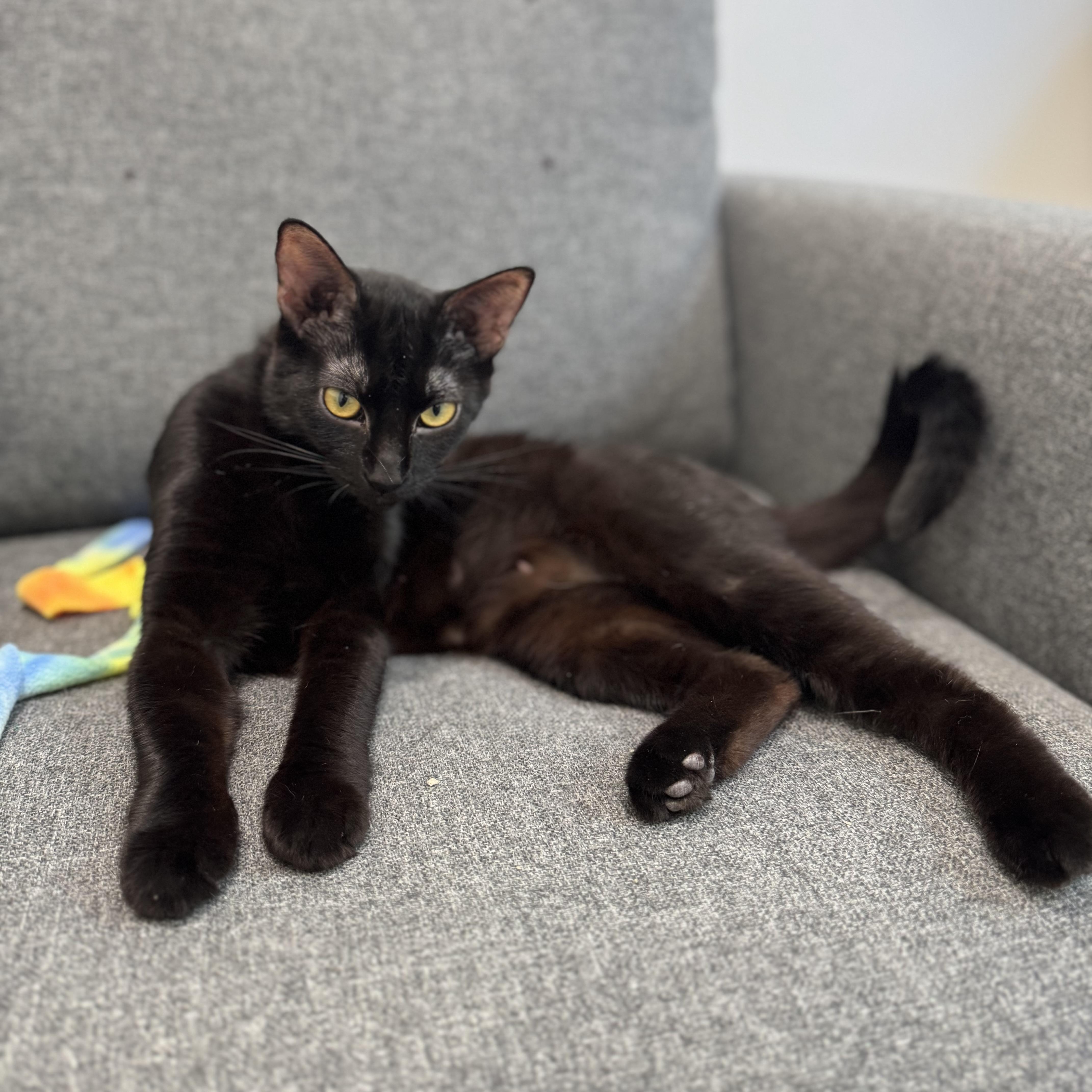 An adult medium-sized female Black Domestic Short Hair cat named Salem for adoption in Tracy, CA