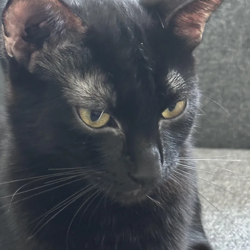 Salem thumbnail 6