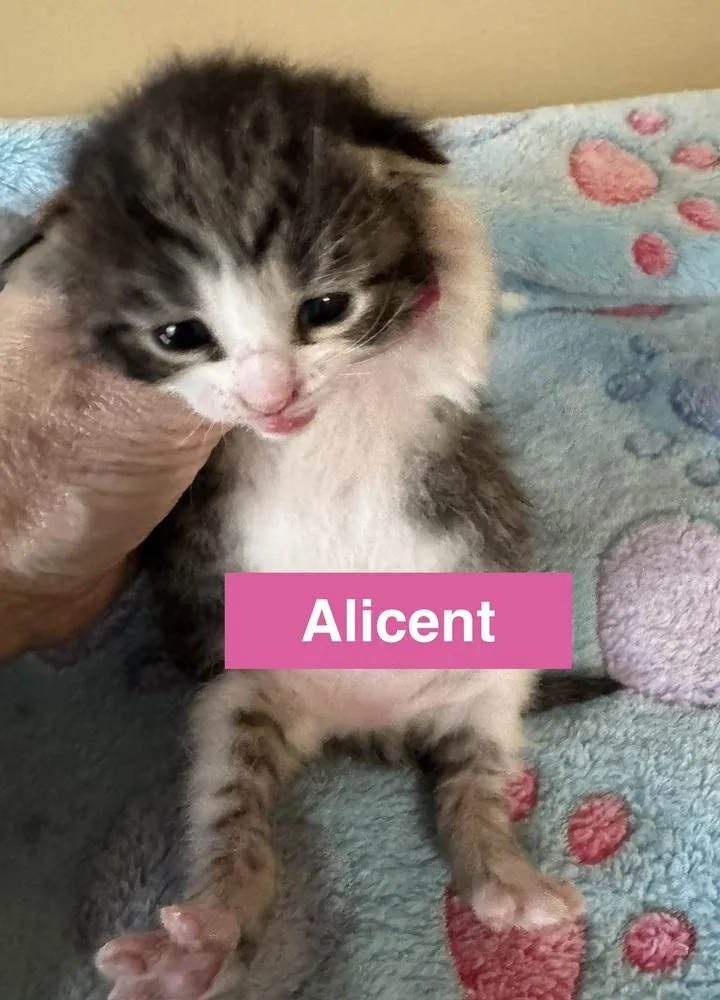 A baby medium-sized female Gray & White Domestic Short Hair cat named Alicent for adoption in Clinton Township, MI