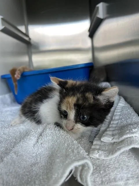 A baby small-sized female Domestic Short Hair cat named Maggie for adoption in Pearland, TX
