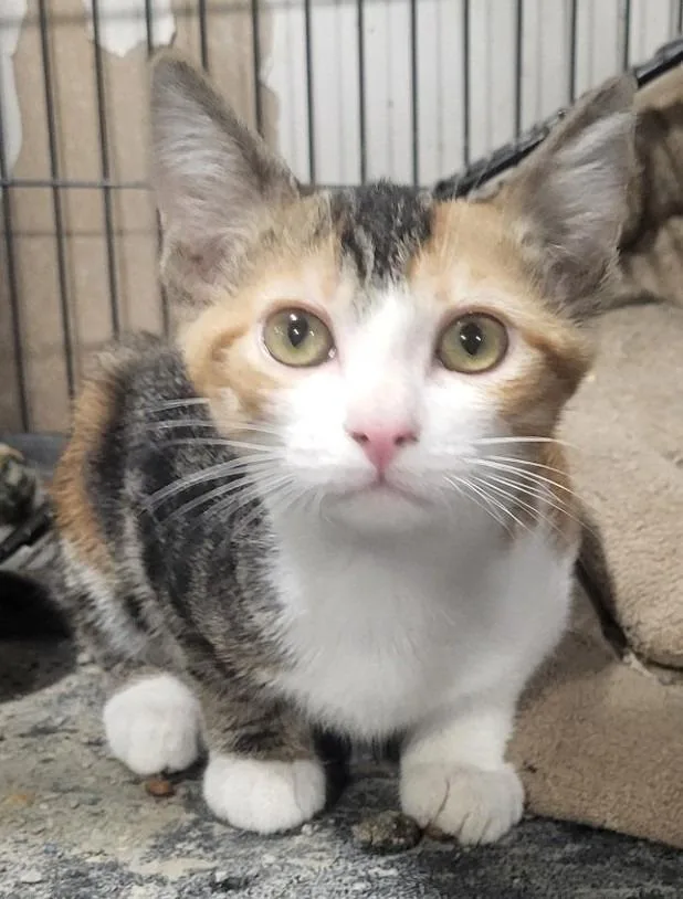 A baby medium-sized female Domestic Short Hair cat named Sunshine for adoption in St. Louis, MO
