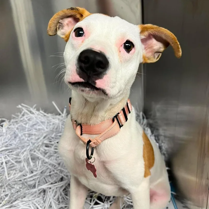 A young small-sized female White / Cream Mixed Breed dog named Streusel for adoption in Edwardsville, IL
