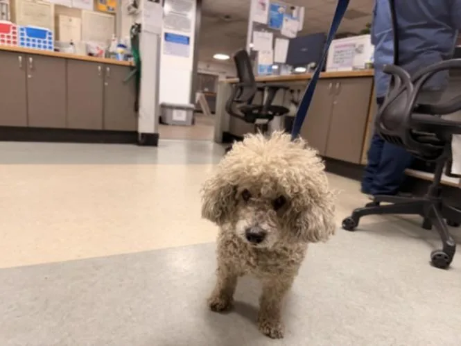 A senior small-sized male Poodle dog named Koda Bear for adoption in Van Nuys, CA