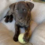 A baby medium-sized female Brindle Mixed Breed dog named Jill for adoption in Green Valley, AZ