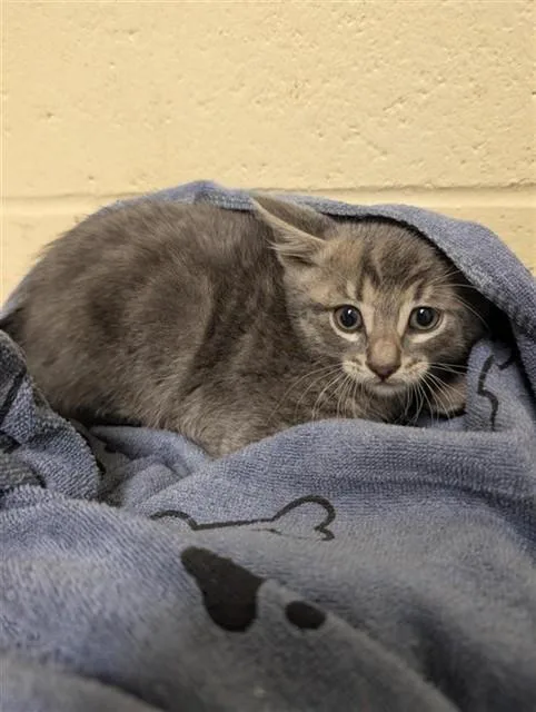 A baby small-sized male Domestic Short Hair cat named Len for adoption in Sacramento, CA