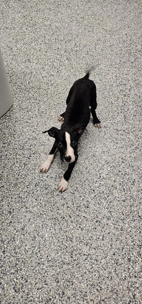 A baby small-sized male Terrier dog named Paul for adoption in Athens, TN