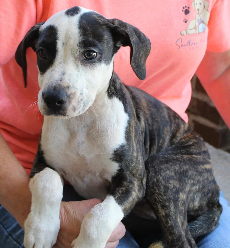 A baby large-sized female Hound dog named Truvy for adoption in Prattville, AL